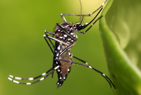 Aedes aegypti mosquito (FP)