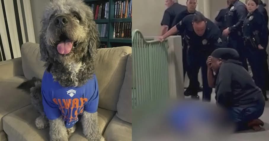 Haitian Nurse’s Dog Fatally Shot by LAPD During Knicks Championship Celebration – L’union Suite Haitian Nurse’s Dog Fatally Shot by LAPD During Knicks Championship Celebration – L’union Suite