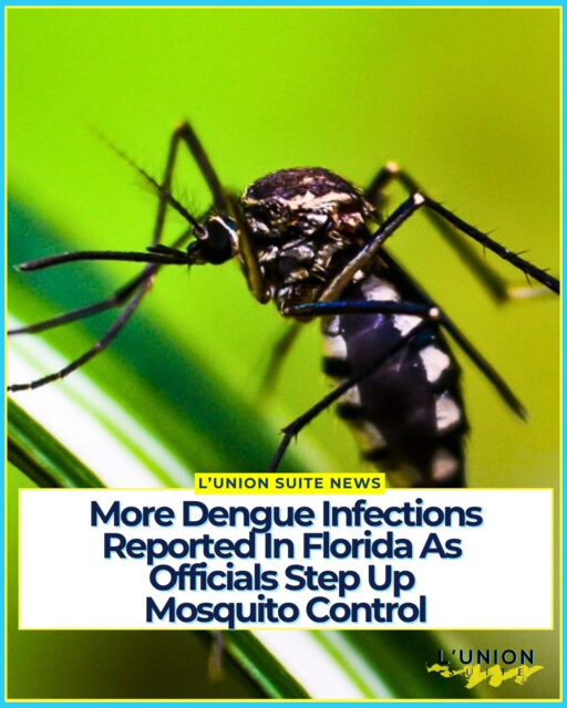 Florida health officials are warning residents to protect themselves from mosquitoes as locally acquired dengue cases continue to rise across the state, with the Tampa Bay area seeing the largest increase.
Hillsborough County has become the center of the outbreak. According to the latest figures reported by the Florida Department of Health, the county reached 95 locally acquired dengue cases for the week ending September 5, compared with 59 the week before. Cases have also been reported in other parts of Florida, including Pinellas, Orange and Miami-Dade counties.
“Locally acquired” means the person was infected by a mosquito in Florida rather than while traveling outside the country. Dengue is spread through the bite of an infected mosquito and can cause fever, severe muscle and joint pain, headaches and rash.
Mosquito-control teams are responding with increased surveillance, inspections and targeted spraying. Orange County, for example, expanded mosquito treatments after confirming a locally acquired dengue case earlier this month.
Health officials are asking residents to drain standing water around their homes, use mosquito repellent and cover exposed skin when possible.
#lunionsuite #haitianamerican