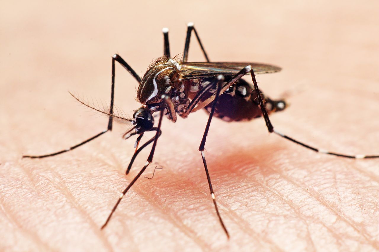 Florida Confirms First Dengue Death of 2026 as Mosquito-Borne Cases Rise – L’union Suite Florida Confirms First Dengue Death of 2026 as Mosquito-Borne Cases Rise – L’union Suite